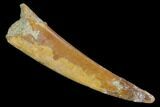 Large, Pterosaur (Siroccopteryx) Tooth - Morocco #127702-1